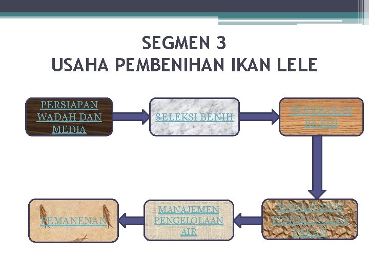 SEGMEN 3 USAHA PEMBENIHAN IKAN LELE PERSIAPAN WADAH DAN MEDIA PEMANENAN SELEKSI BENIH MANAJEMEN