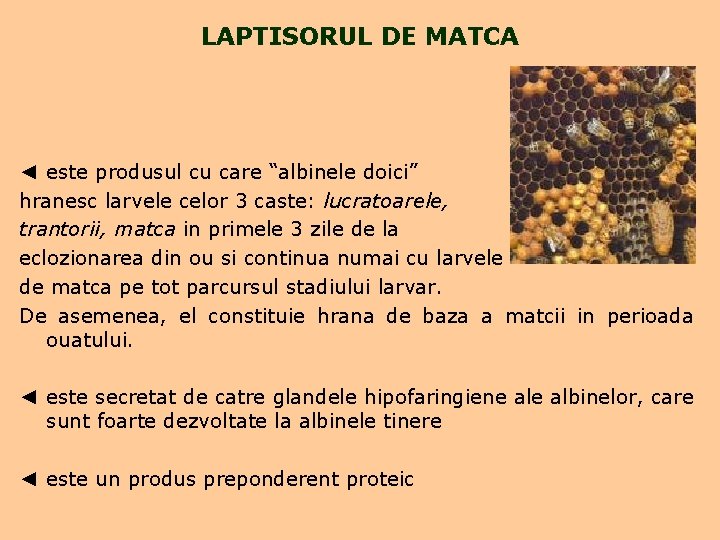 LAPTISORUL DE MATCA ◄ este produsul cu care “albinele doici” hranesc larvele celor 3