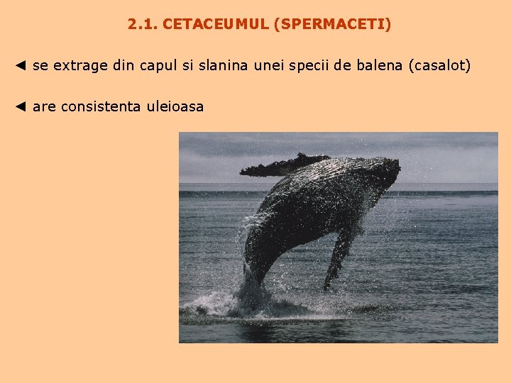 2. 1. CETACEUMUL (SPERMACETI) ◄ se extrage din capul si slanina unei specii de