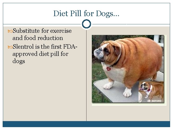 Diet Pill for Dogs… Substitute for exercise and food reduction Slentrol is the first