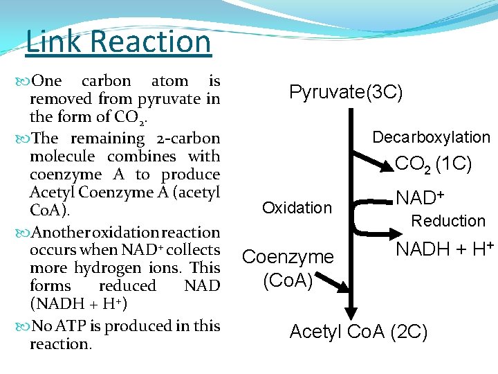 Link Reaction One carbon atom is removed from pyruvate in the form of CO