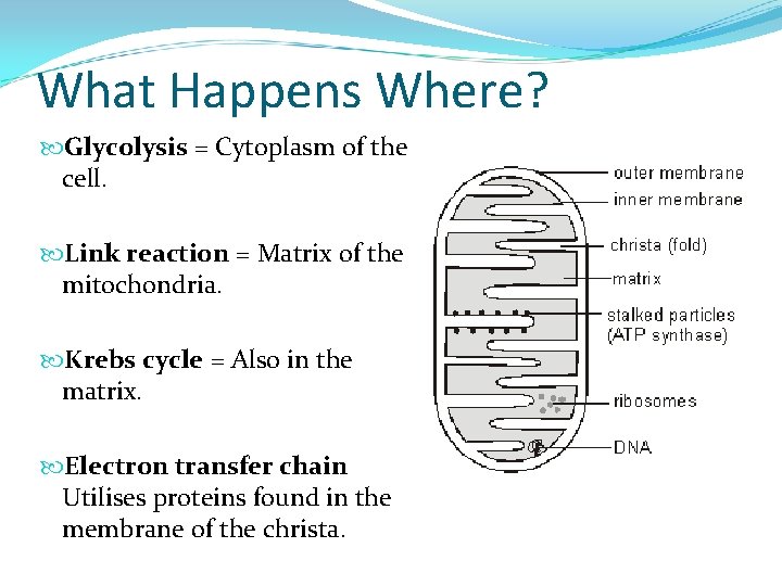 What Happens Where? Glycolysis = Cytoplasm of the cell. Link reaction = Matrix of