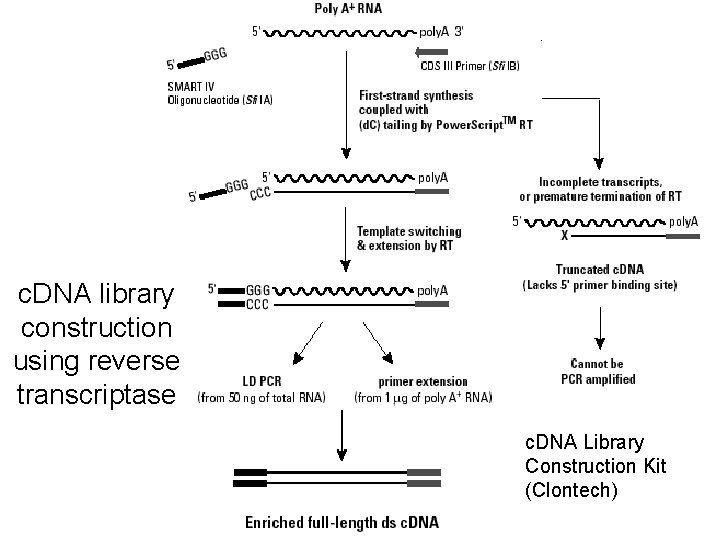 c. DNA library construction using reverse transcriptase c. DNA Library Construction Kit (Clontech) 