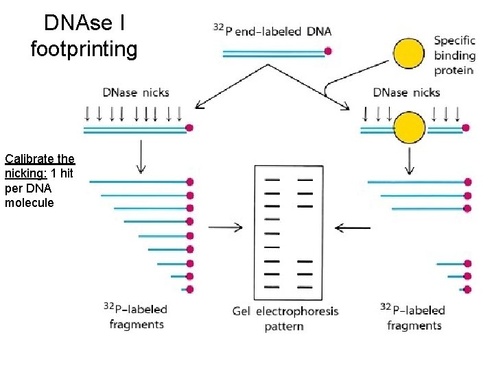 DNAse I footprinting Calibrate the nicking: 1 hit per DNA molecule 