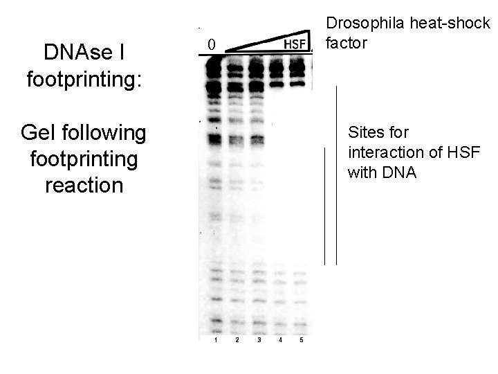 DNAse I footprinting: Gel following footprinting reaction 0 Drosophila heat-shock factor Sites for interaction