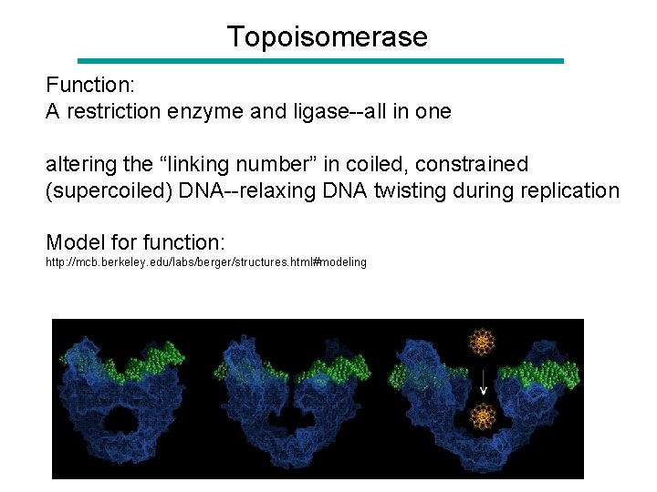 Topoisomerase Function: A restriction enzyme and ligase--all in one altering the “linking number” in