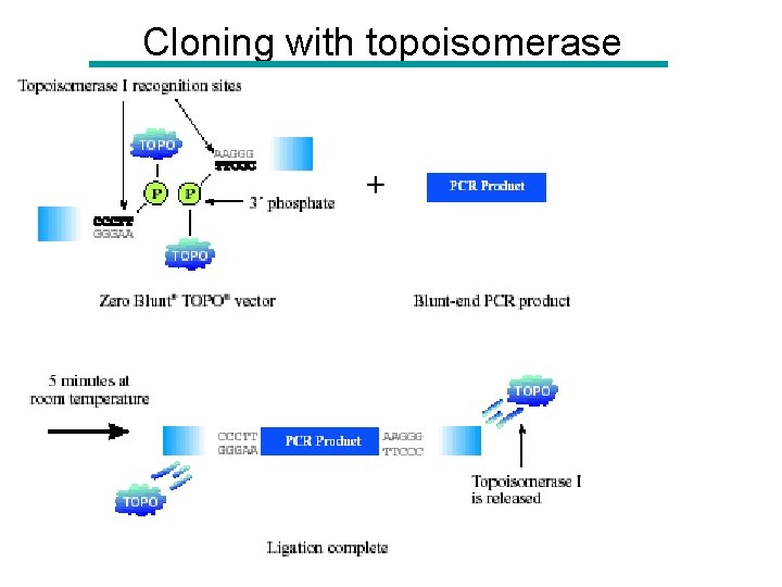 Cloning with topoisomerase 