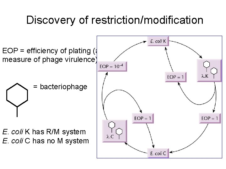 Discovery of restriction/modification EOP = efficiency of plating (a measure of phage virulence) =