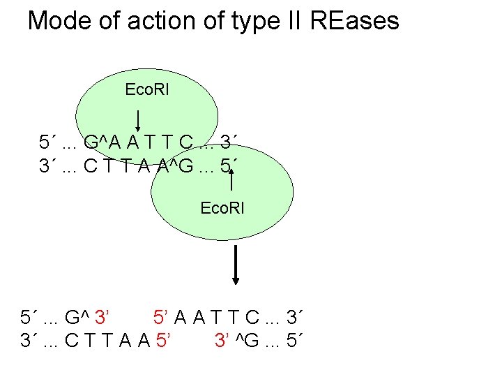 Mode of action of type II REases Eco. RI 5´. . . G^A A