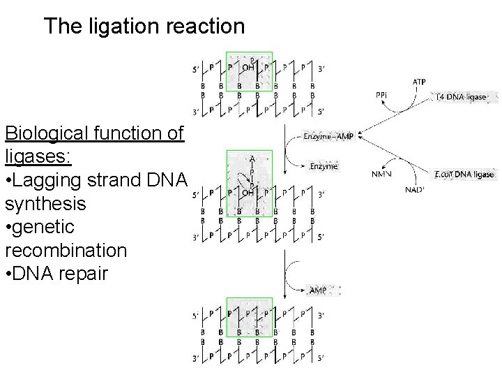 The ligation reaction Biological function of ligases: • Lagging strand DNA synthesis • genetic
