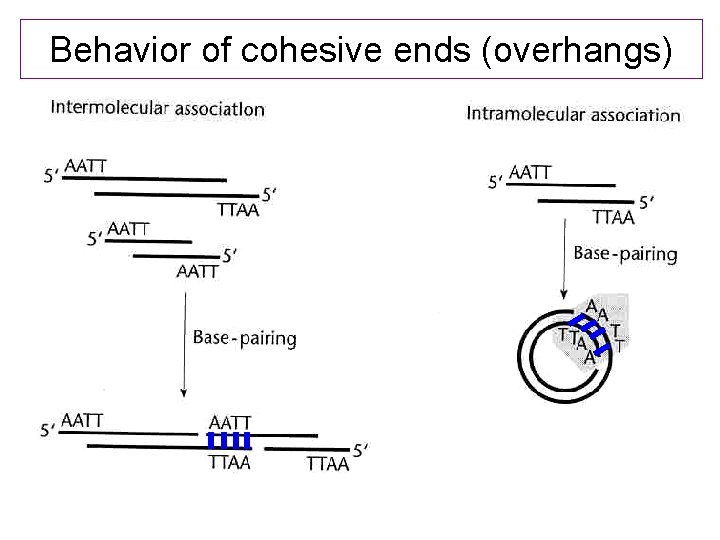 Behavior of cohesive ends (overhangs) 