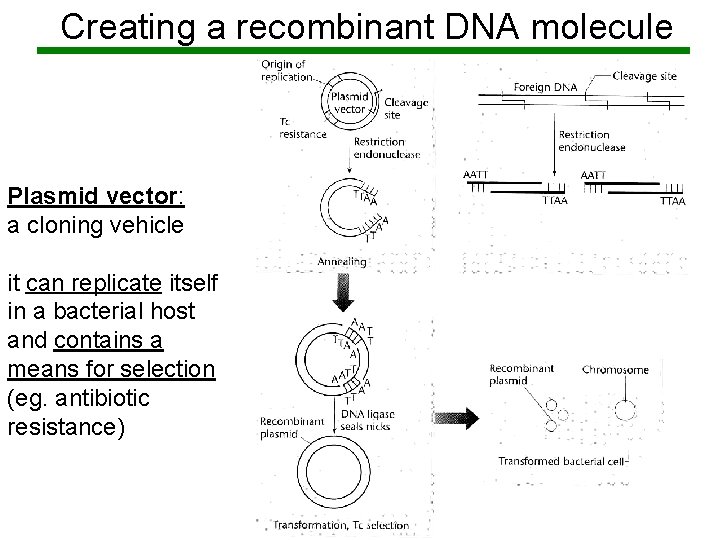 Creating a recombinant DNA molecule Plasmid vector: a cloning vehicle it can replicate itself