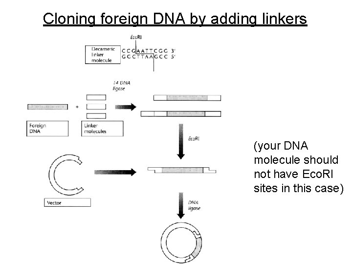 Cloning foreign DNA by adding linkers (your DNA molecule should not have Eco. RI