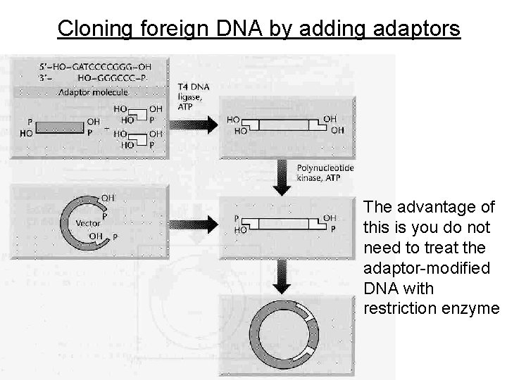 Cloning foreign DNA by adding adaptors The advantage of this is you do not