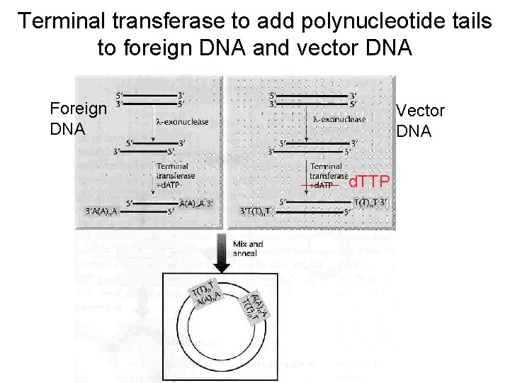 Terminal transferase to add polynucleotide tails to foreign DNA and vector DNA Foreign DNA