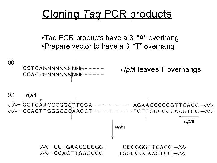 Cloning Taq PCR products • Taq PCR products have a 3’ “A” overhang •