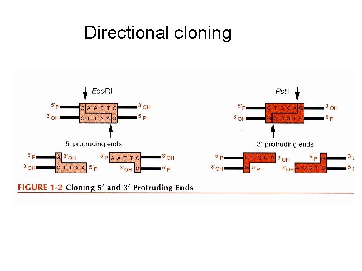Directional cloning 