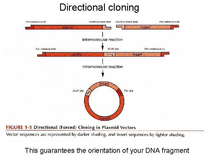 Directional cloning This guarantees the orientation of your DNA fragment 