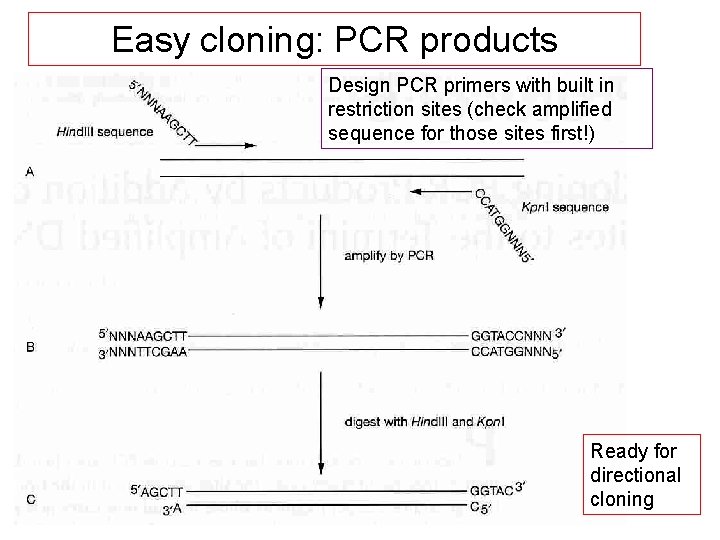Easy cloning: PCR products Design PCR primers with built in restriction sites (check amplified