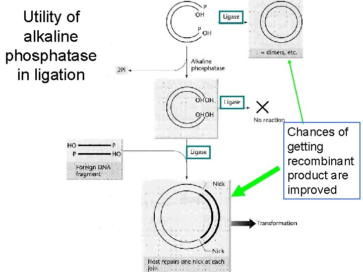 Utility of alkaline phosphatase in ligation Chances of getting recombinant product are improved 