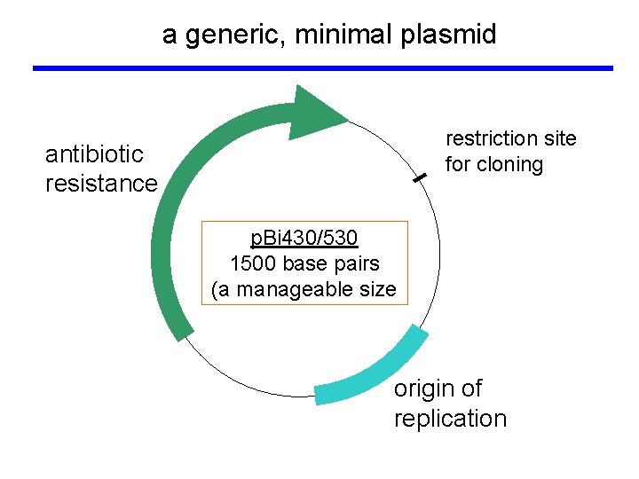 a generic, minimal plasmid restriction site for cloning antibiotic resistance p. Bi 430/530 1500