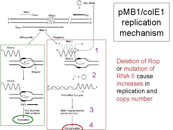 p. MB 1/col. E 1 replication mechanism 1 2 3 4 Deletion of Rop