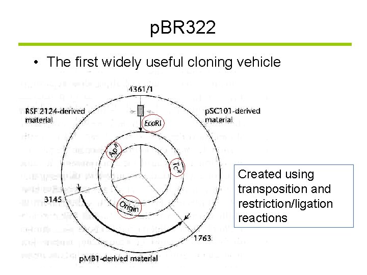 p. BR 322 • The first widely useful cloning vehicle Created using transposition and
