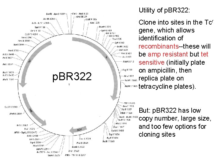 Utility of p. BR 322: p. BR 322 Clone into sites in the Tcr