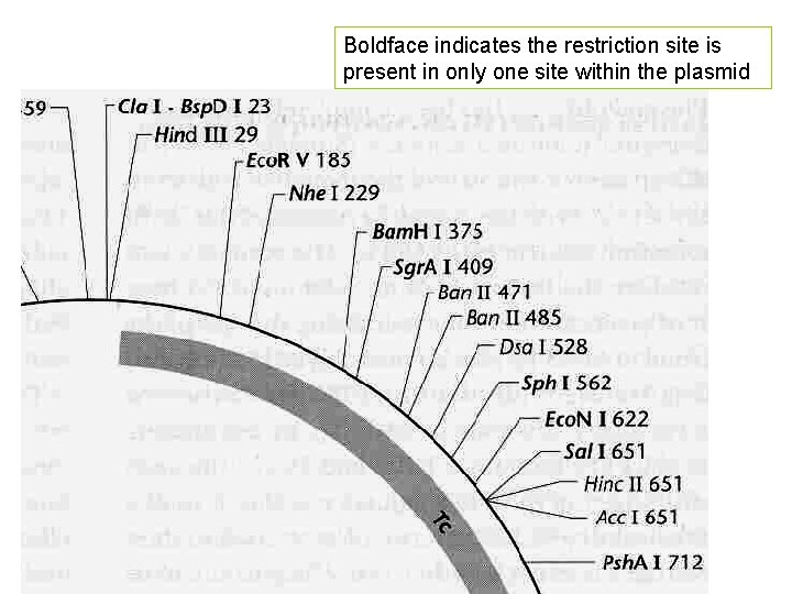 Boldface indicates the restriction site is present in only one site within the plasmid