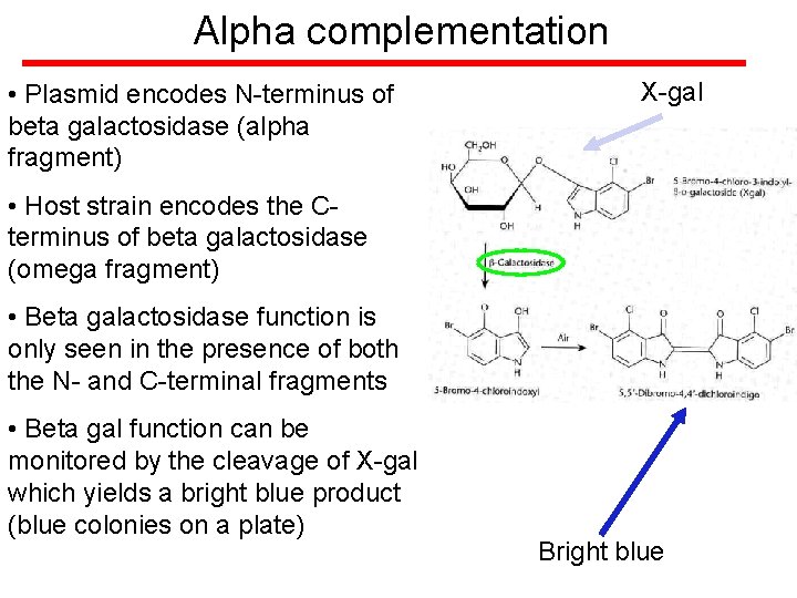 Alpha complementation • Plasmid encodes N-terminus of beta galactosidase (alpha fragment) X-gal • Host