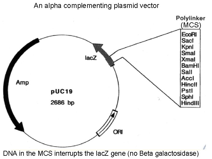 An alpha complementing plasmid vector (MCS) p. UC 19 DNA in the MCS interrupts