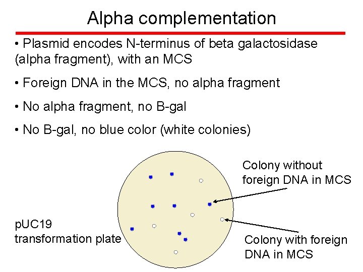 Alpha complementation • Plasmid encodes N-terminus of beta galactosidase (alpha fragment), with an MCS