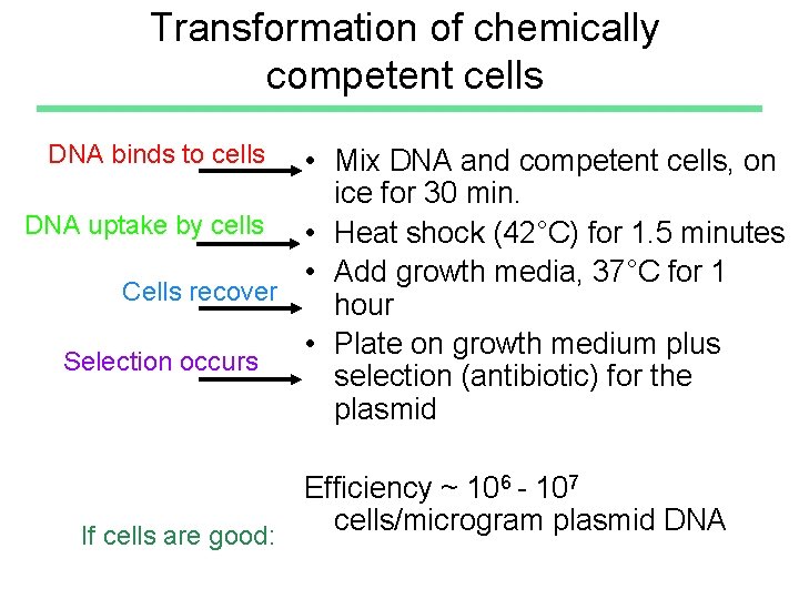 Transformation of chemically competent cells DNA binds to cells • Mix DNA and competent