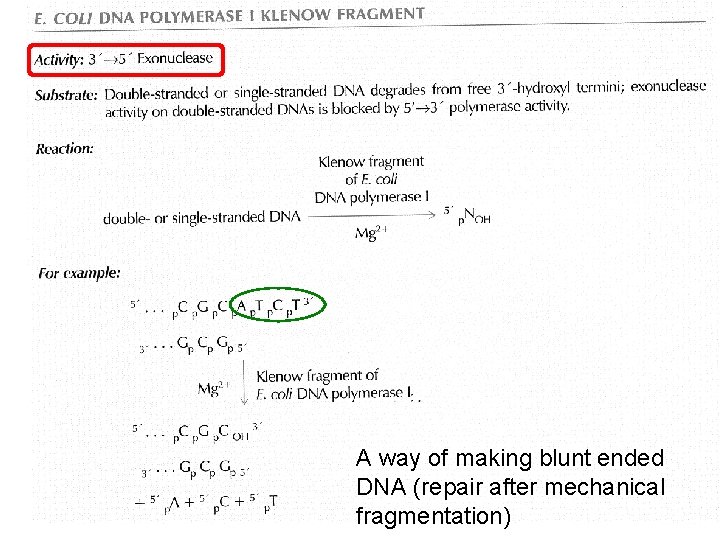 A way of making blunt ended DNA (repair after mechanical fragmentation) 