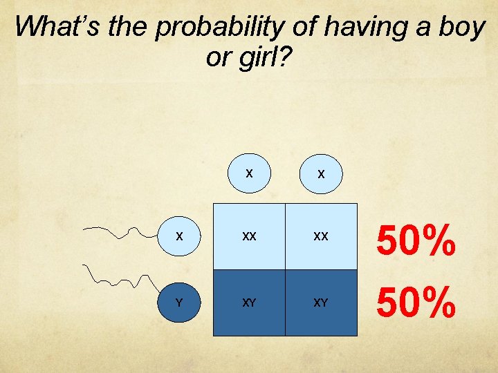 What’s the probability of having a boy or girl? X XX XX Y XY