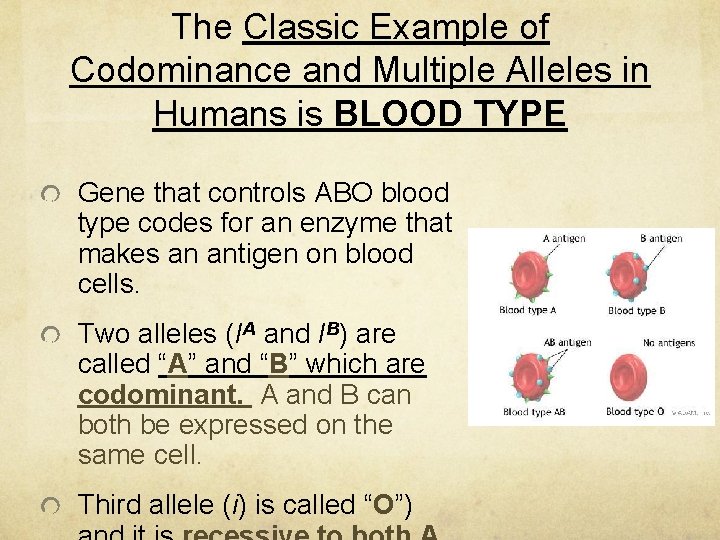 The Classic Example of Codominance and Multiple Alleles in Humans is BLOOD TYPE Gene