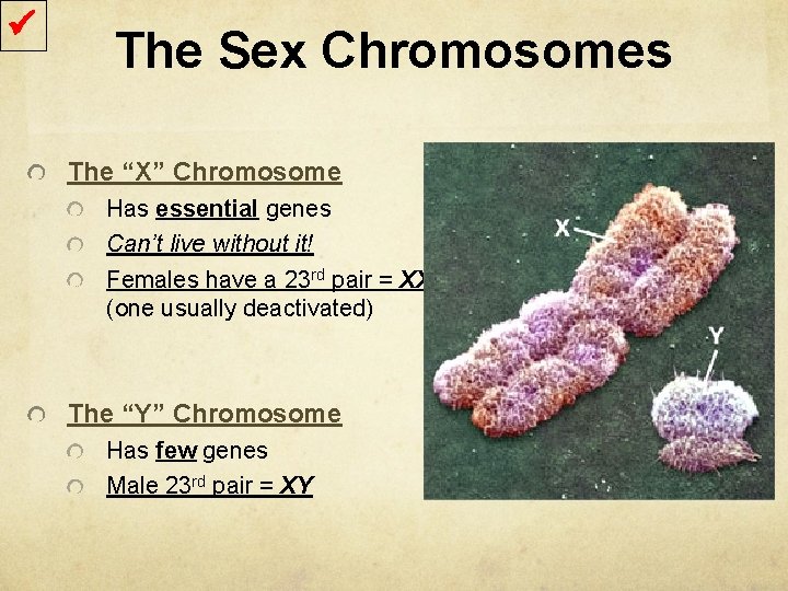  The Sex Chromosomes The “X” Chromosome Has essential genes Can’t live without it!
