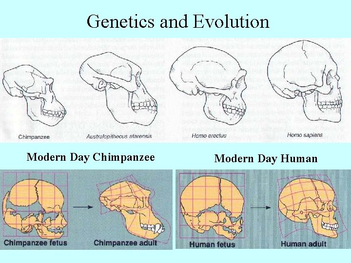 Genetics and Evolution Modern Day Chimpanzee Modern Day Human 