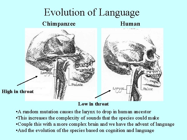 Evolution of Language Chimpanzee Human High in throat Low in throat • A random