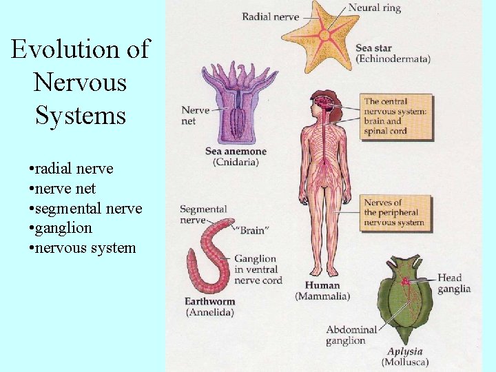 Evolution of Nervous Systems • radial nerve • nerve net • segmental nerve •