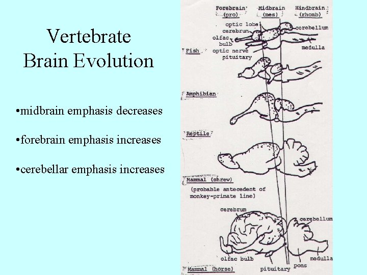 Vertebrate Brain Evolution • midbrain emphasis decreases • forebrain emphasis increases • cerebellar emphasis