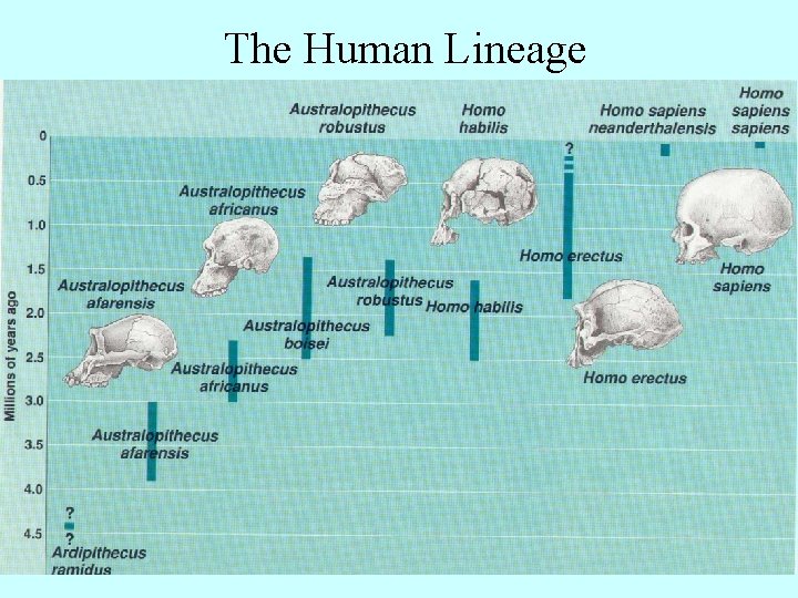 The Human Lineage 