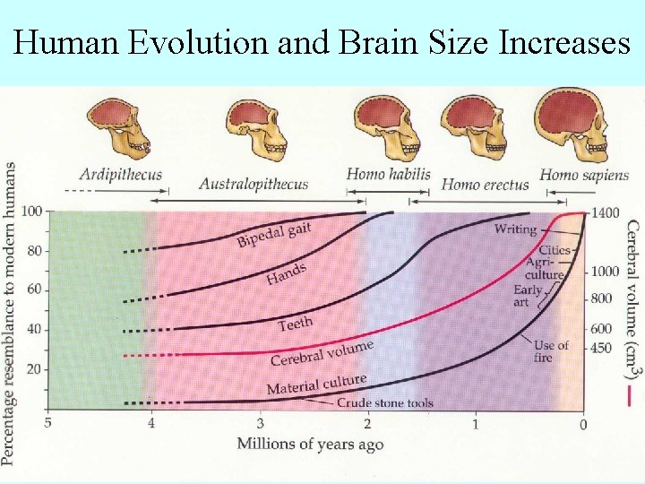 Human Evolution and Brain Size Increases 