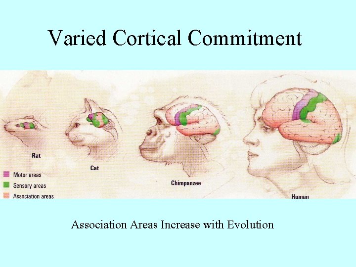 Varied Cortical Commitment Association Areas Increase with Evolution 