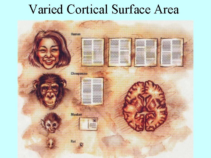 Varied Cortical Surface Area 