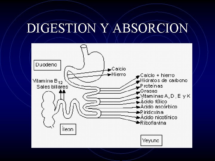 DIGESTION Y ABSORCION 