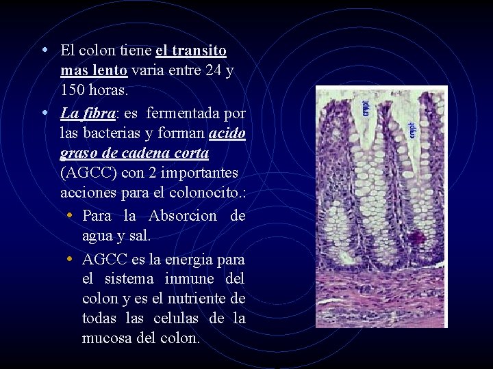  • El colon tiene el transito mas lento varia entre 24 y 150
