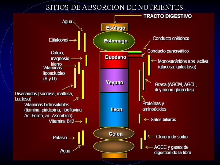 SITIOS DE ABSORCION DE NUTRIENTES 