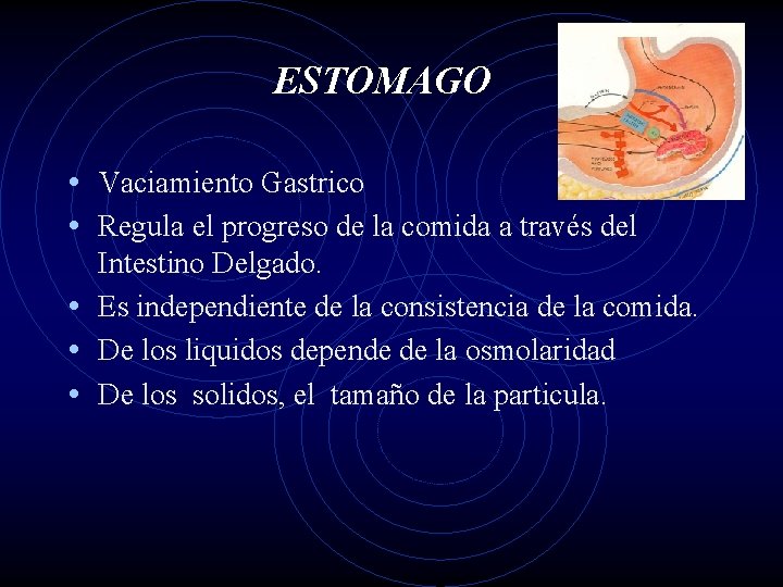 ESTOMAGO • Vaciamiento Gastrico • Regula el progreso de la comida a través del