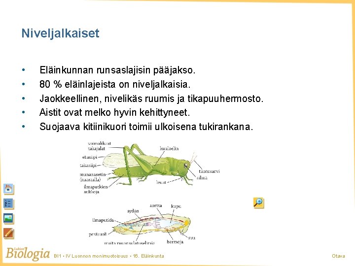 Niveljalkaiset • • • Eläinkunnan runsaslajisin pääjakso. 80 % eläinlajeista on niveljalkaisia. Jaokkeellinen, nivelikäs Niveljalkaiset • • • Eläinkunnan runsaslajisin pääjakso. 80 % eläinlajeista on niveljalkaisia. Jaokkeellinen, nivelikäs